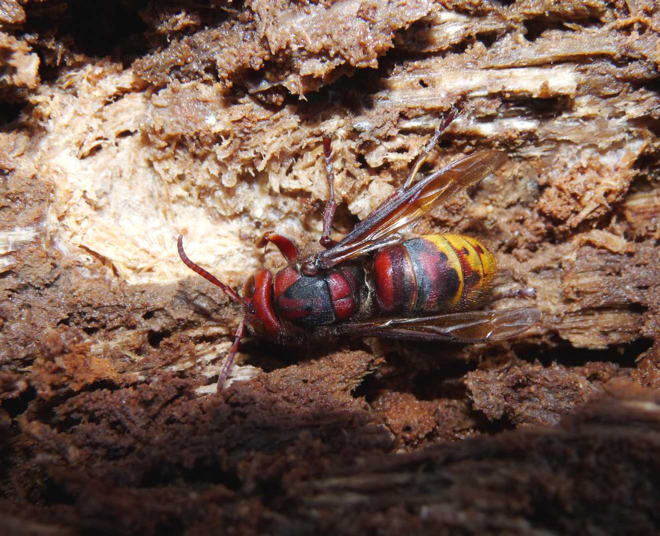 Vespula in svernamento in casa!